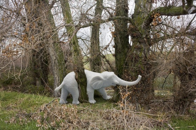 Don´t think about the Elephant